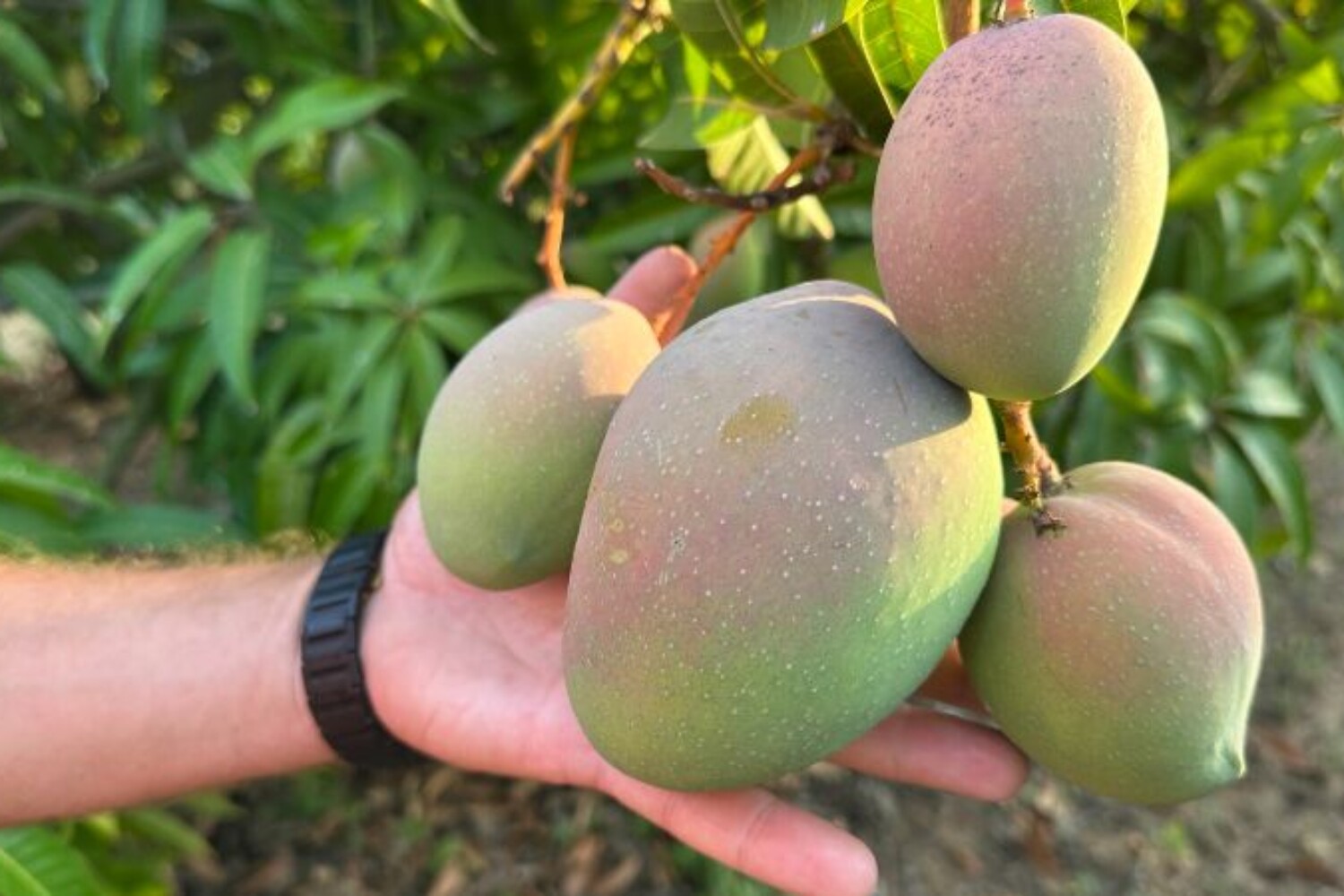 tropicalia mango
