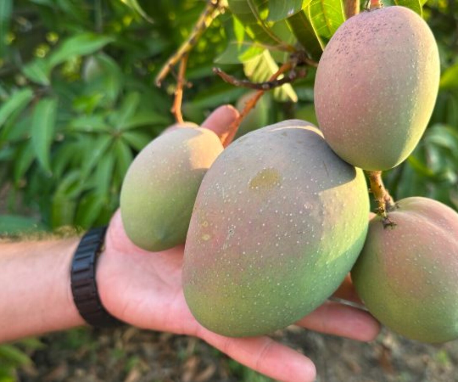 tropicalia mango