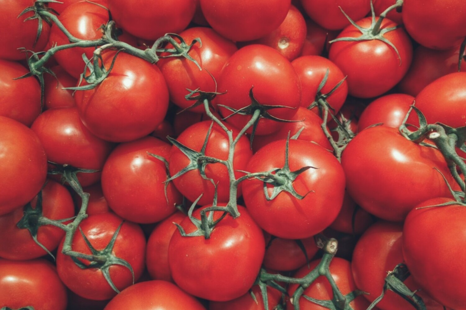 pomodoro corte cassazione