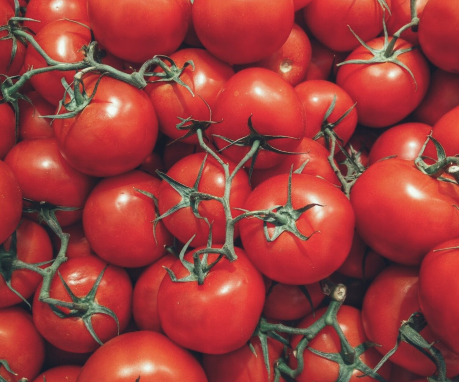 pomodoro corte cassazione